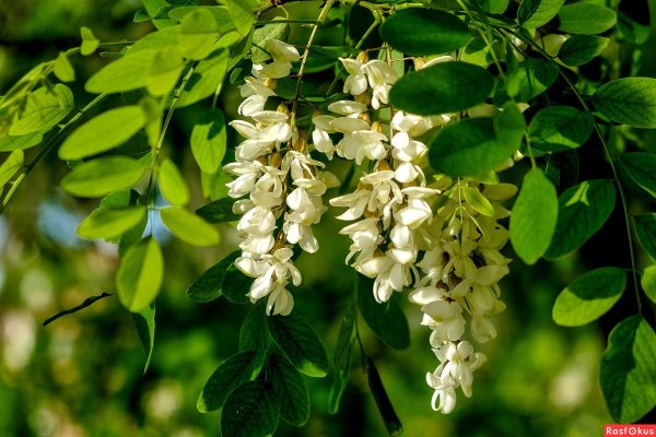 Робиния белая дерево