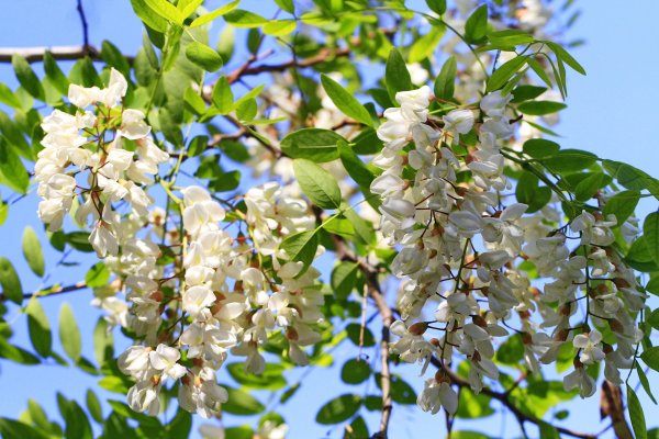 Акация дарахти