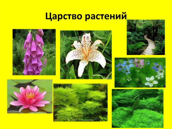 Царство растений