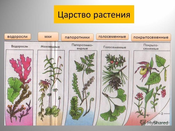 Королевство цветов книга Морис Карем