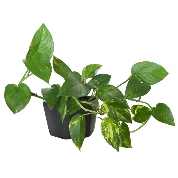 Мужегон сциндапсус