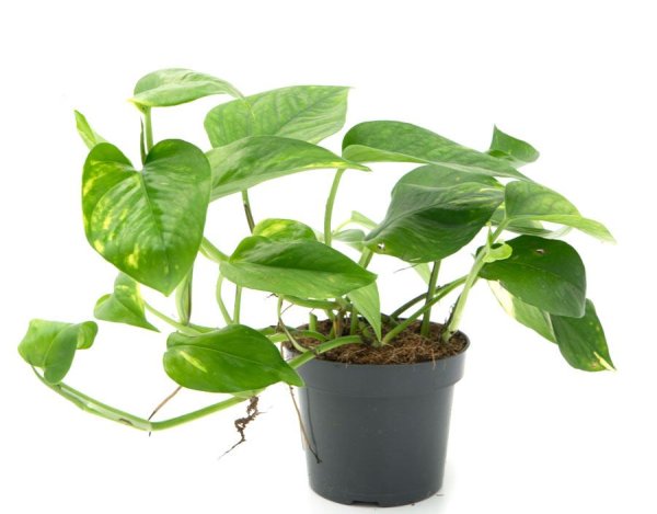 Лиана Эпипремнум