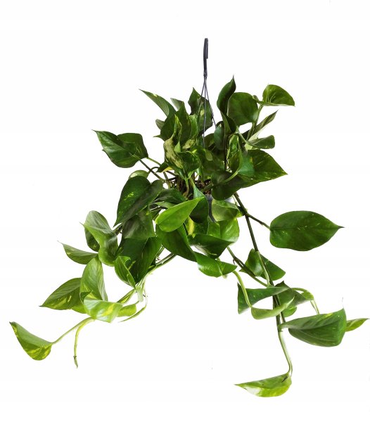 Лиана мужегон