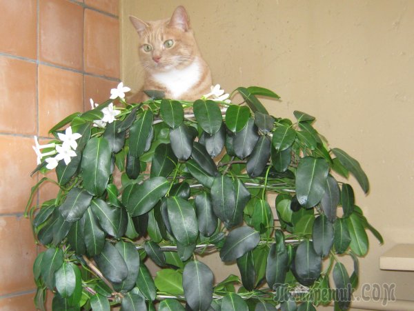 Молочай мужегон