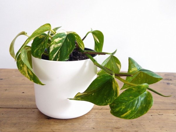 Сциндапсус Эпипремнум золотистый