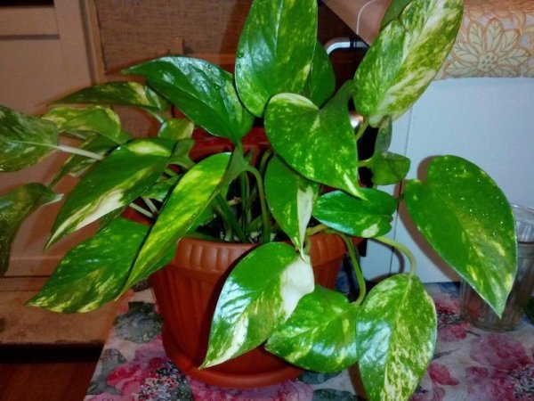 Монстера мужегон