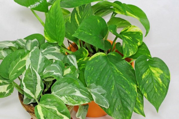 Сциндапсус пиннатум