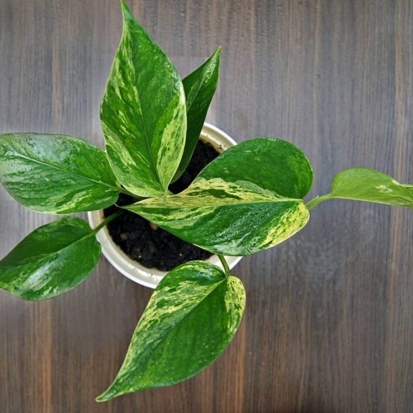 Сциндапсус Голден Лотос