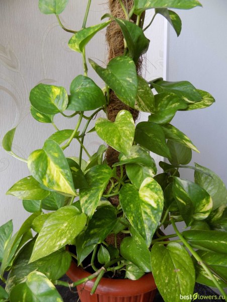 Эпипремнум мужегон