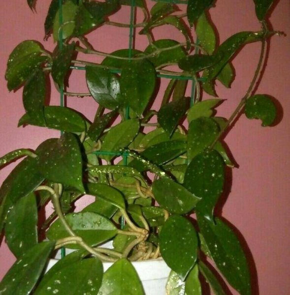 Мужегон Хойя