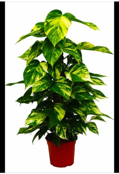 Эпипремнум мужегон