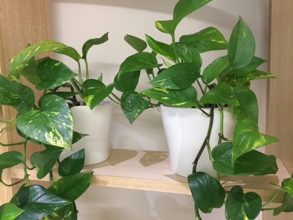 Сциндапсус Эпипремнум