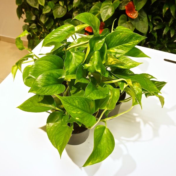 Сциндапсус Голден Квин