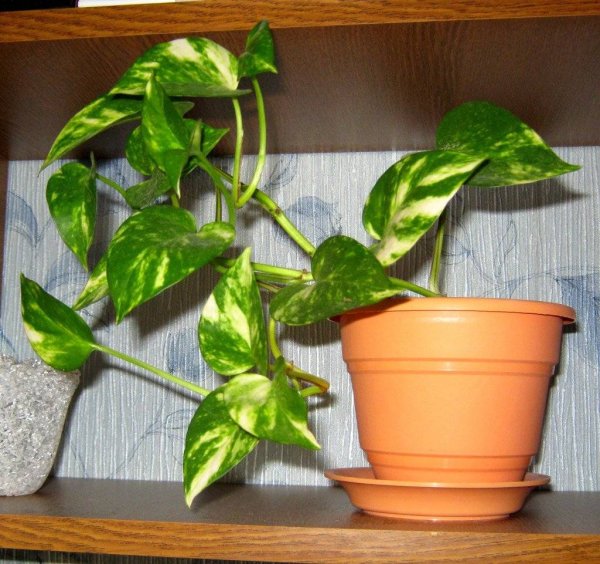 Мужегон сциндапсус