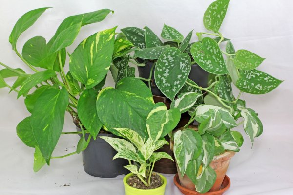 Сциндапсус Сильвер Квин