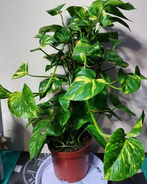 Лиана сциндапсус