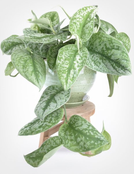 Сциндапсус Пиктус