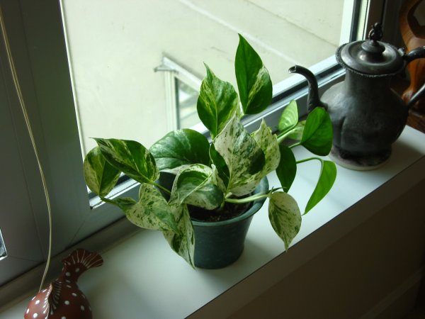 Гибискус мужегон