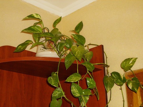 Юкка мужегон?