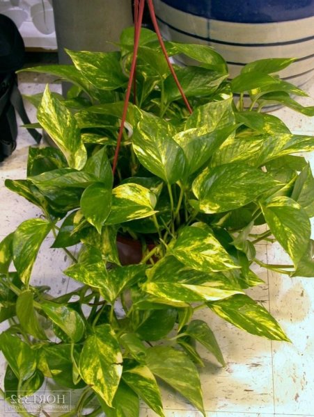 Эпипремнум мужегон