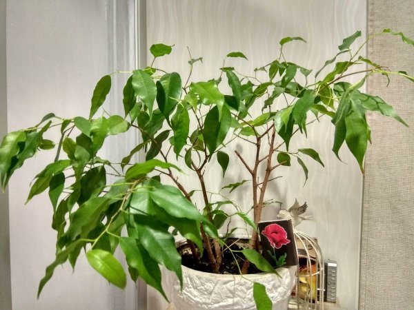 Сциндапсус Вьюн Лиана