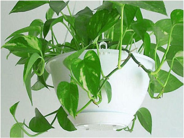 Сциндапсус Эпипремнум неон