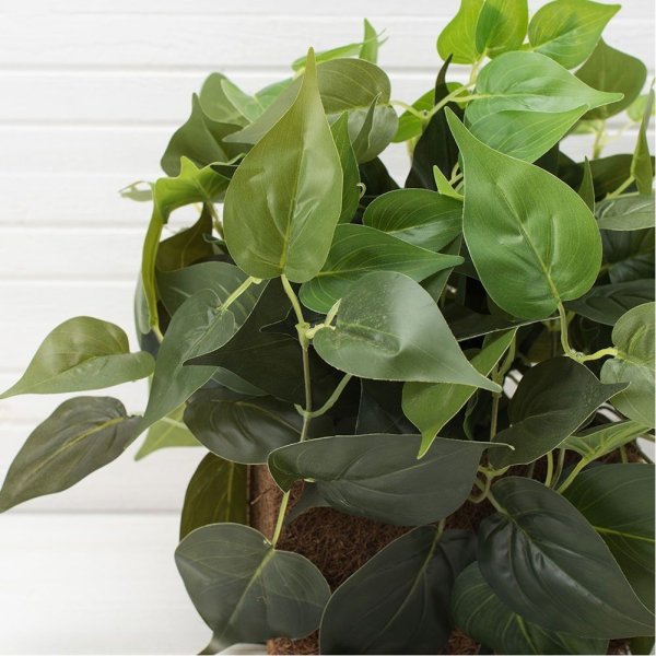 Сциндапсус Эпипремнум