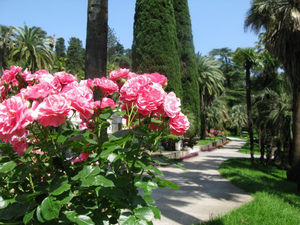 Дендрарий Сочи растения