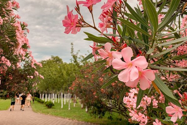 Цветущие кустарники Сочи