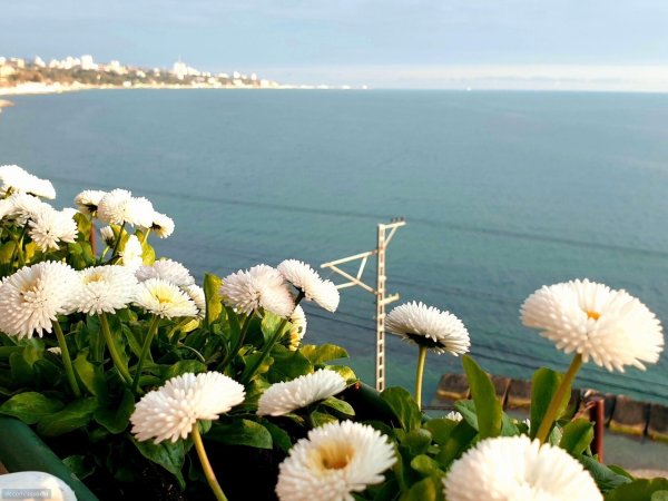 Цветы и море