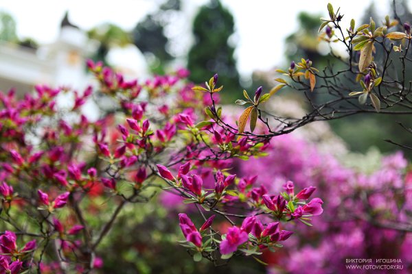 Дендрарий Сочи Весна