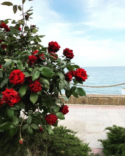 Цветы города Сочи