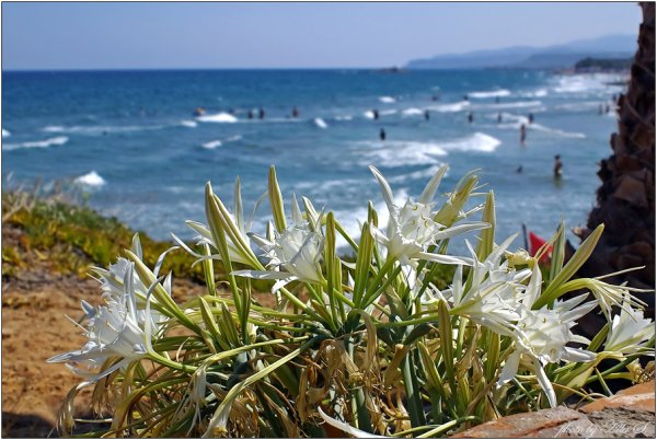 Панкраций морской