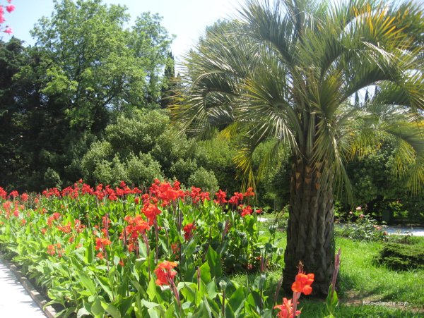 Растения сочинского дендрария