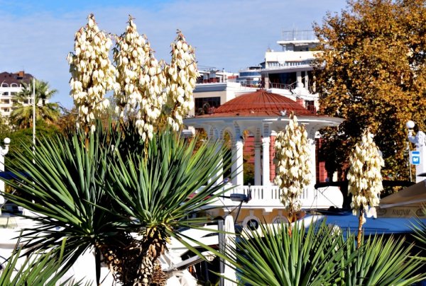 Юкка Черноморского побережья