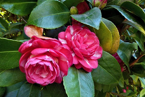 Камелия в Сочи цветет