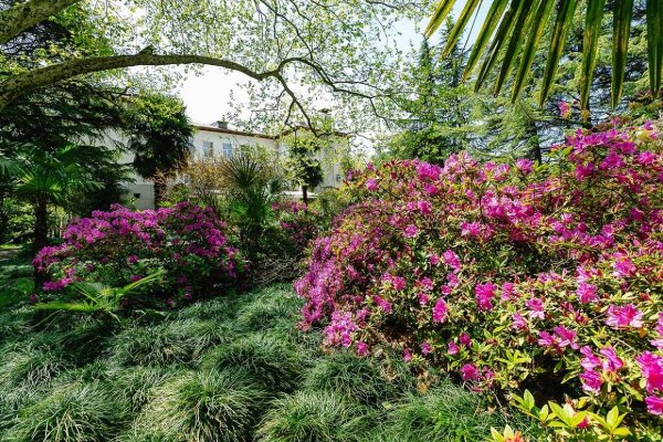 Сочи парк Дендрарий растения