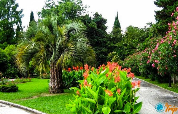 Цветущие кустарники в дендрарии Сочи