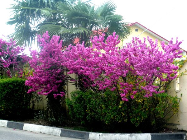 Тюльпаны в Сочи Дендрарий