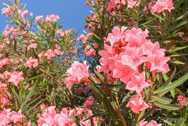 Дендрарий Сочи Сакура март