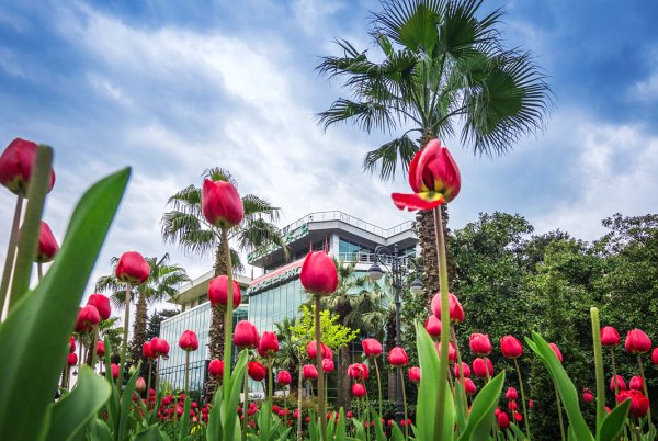 Рододендрон Черногория