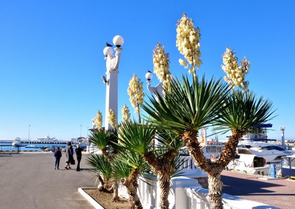 Растения сочинского дендрария