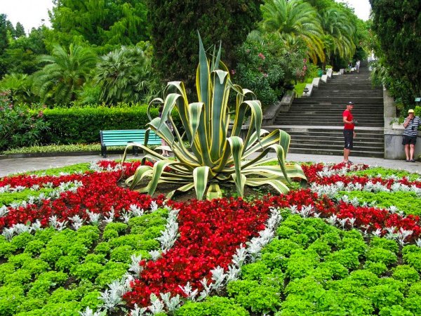 Растительность в Сочи Адлере