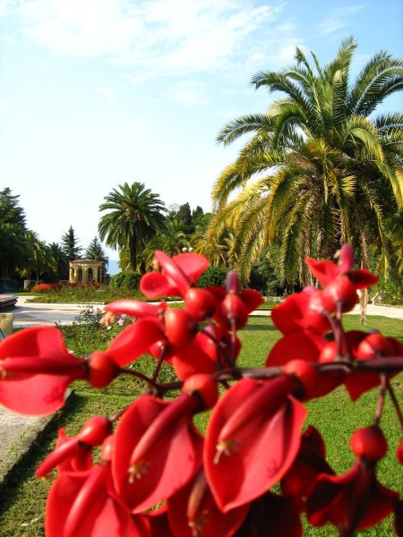 Сочи парк Дендрарий растения