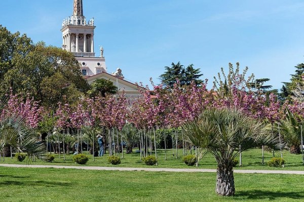 Магнолия Сочи цветок