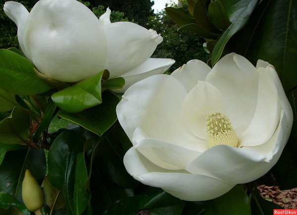 Дендрарий Сочи цветы