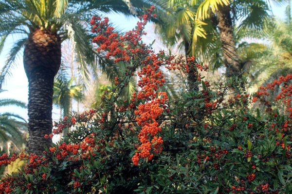 Олеандр обыкновенный куст