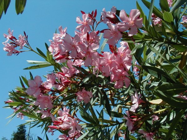 Магнолия Адлер