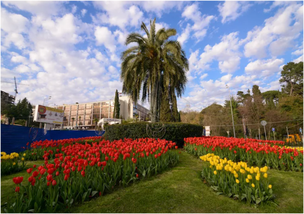 Глициния в сочинском дендрарии