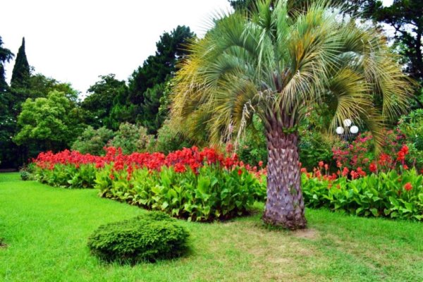 Магнолия дарахти